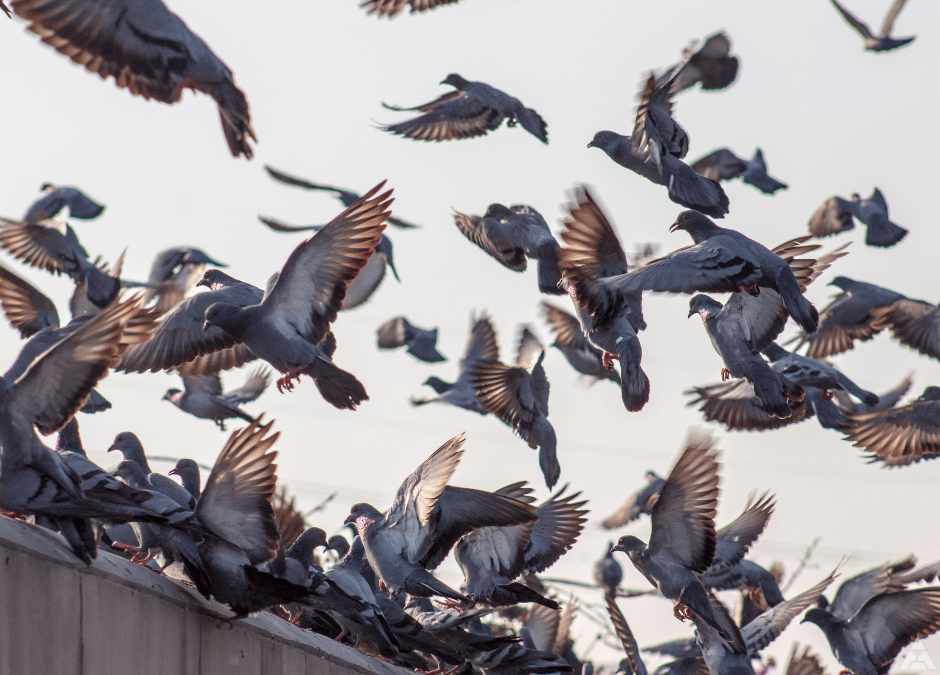 Pulizia guano piccioni