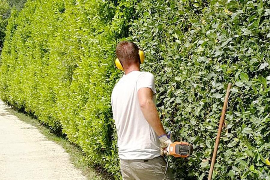 ambienta cura verde e potature siepi a Bologna