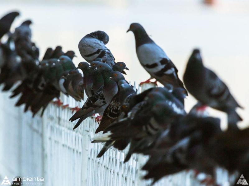 La Rimozione del Guano di Piccione