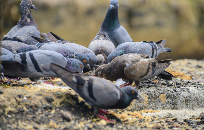 Come eliminare il guano di piccione?